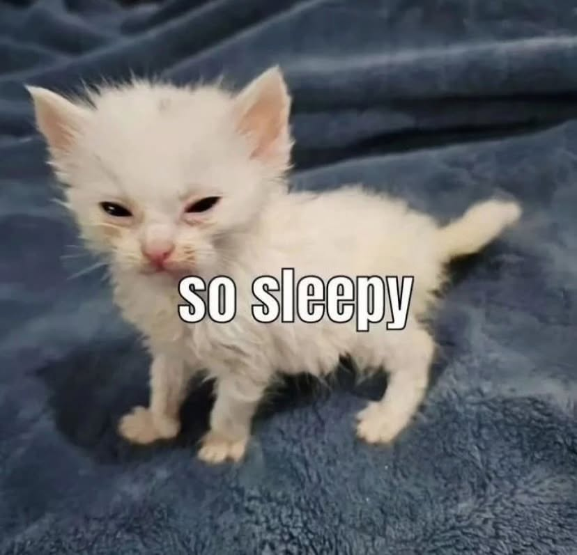 Punch Cat tweet media