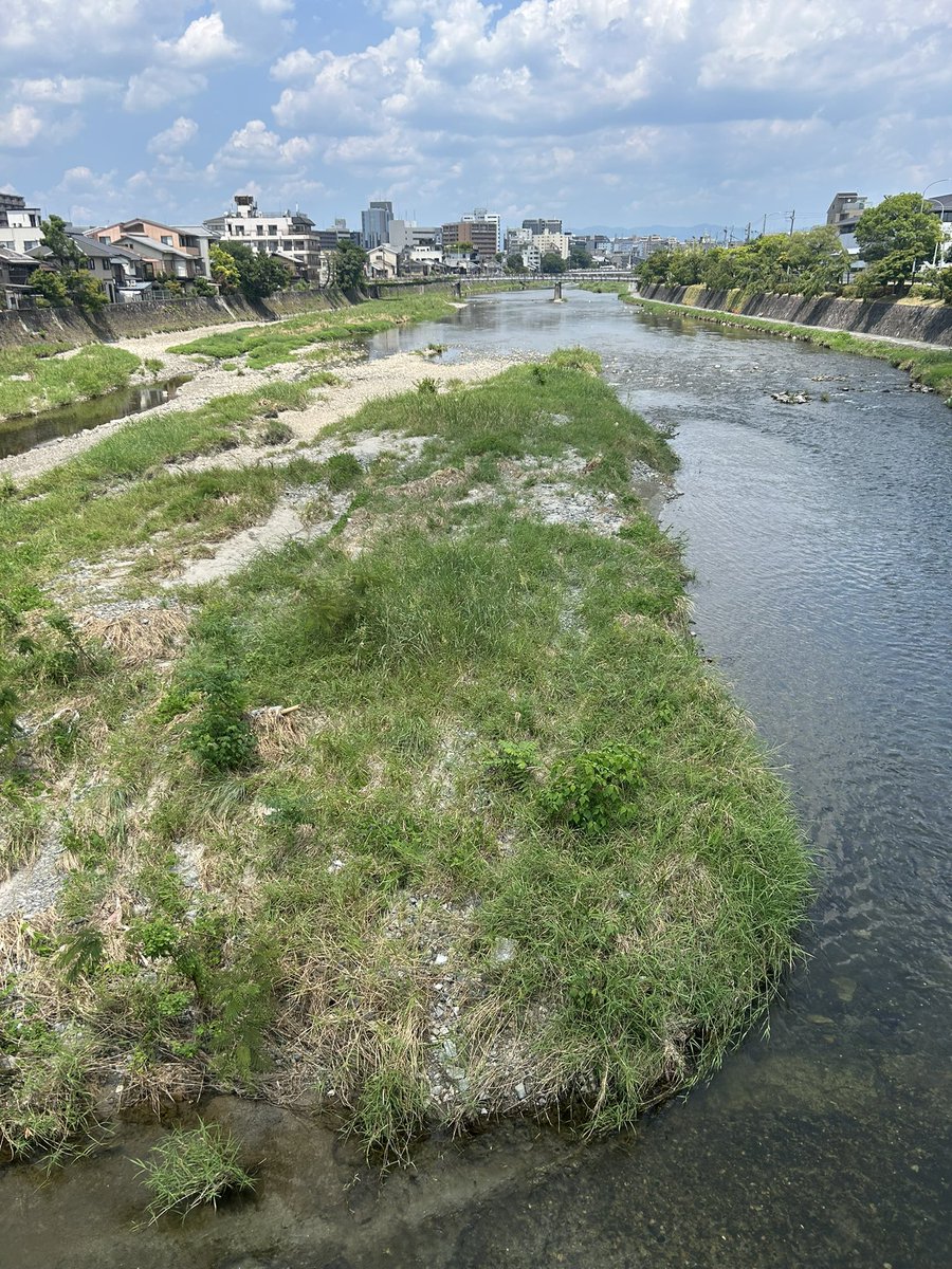 seisyokyo99's tweet photo. 岡山から京都へ。

岡山の句友から勧められて、銀色の日傘を初めて使いました。

熊蝉うるさいけど、嫌いではないです。

句会の最中、蜩が聞こえましたが、幻聴でしたか。 https://t.co/BicR8QpW5z