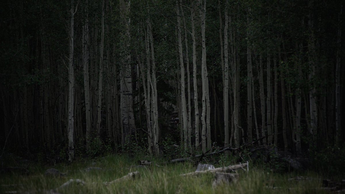 KaguraKald's tweet photo. The birch keep watch . . . 

#Utah #mountains #nature #birch #trees #dark #cold #forest https://t.co/4PPNWbgfFy