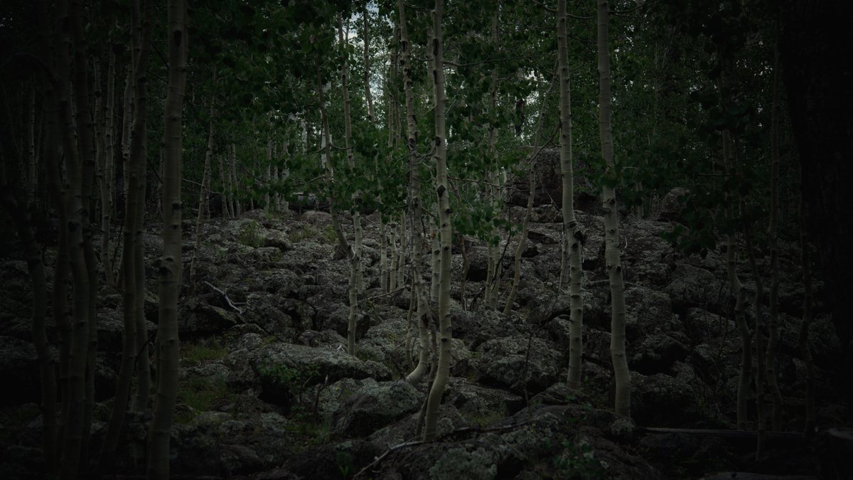 KaguraKald's tweet photo. The birch keep watch . . . 

#Utah #mountains #nature #birch #trees #dark #cold #forest https://t.co/4PPNWbgfFy