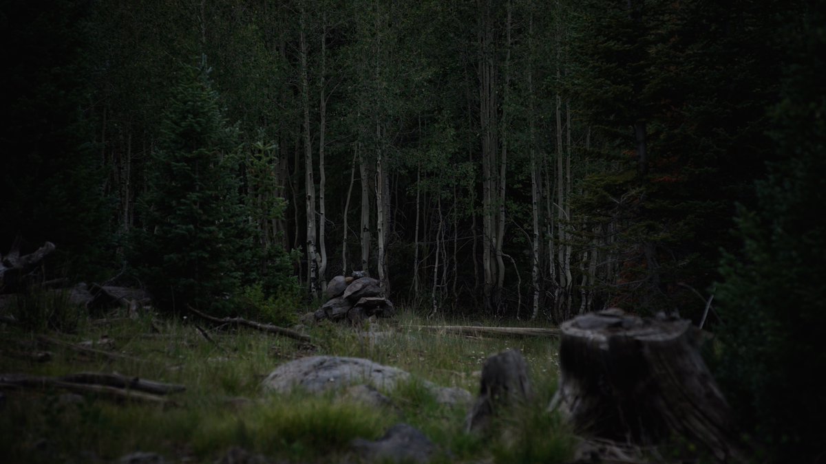 KaguraKald's tweet photo. The birch keep watch . . . 

#Utah #mountains #nature #birch #trees #dark #cold #forest https://t.co/4PPNWbgfFy