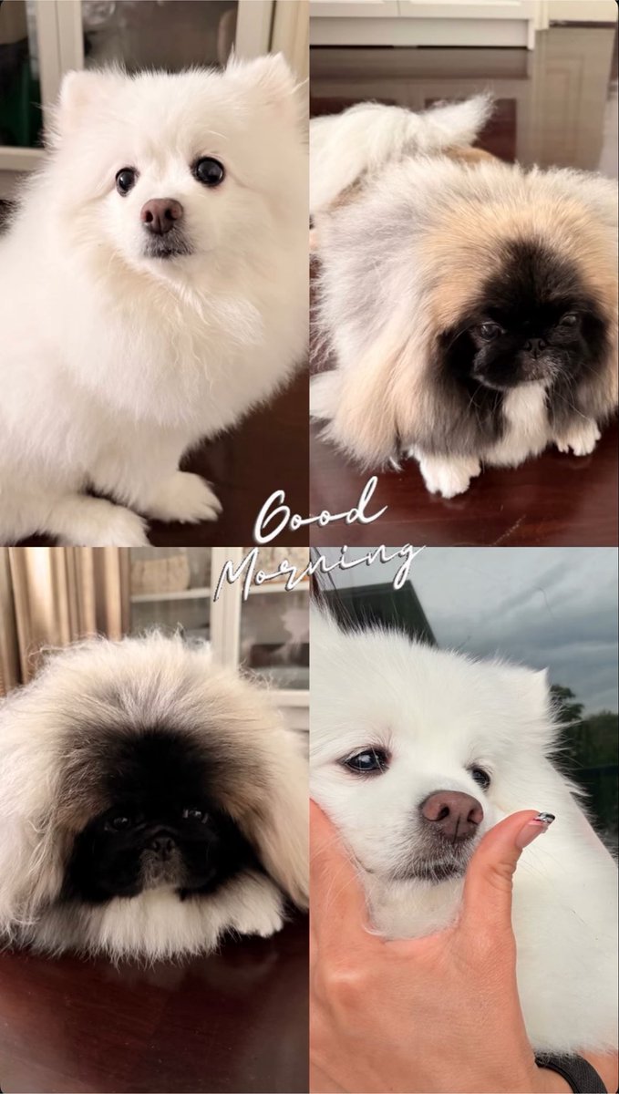 _muffinp's tweet photo. หม่าม๊า : วันนี้สามแสบมาปลุกม๊าเลยค่ะ 🐶👀🐶🐶
/
สามแสบตื่นแล้วจิงมั้ยจ๊ะ🤏🏻😂

#คุณหนูหนอนบุ้งซาช่ารูบี้ #PPKritt https://t.co/kBeLymeboV