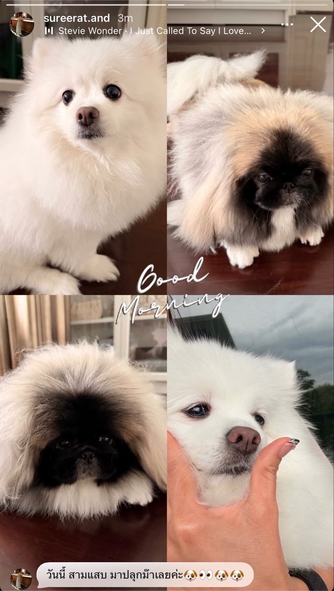 _muffinp's tweet photo. หม่าม๊า : วันนี้สามแสบมาปลุกม๊าเลยค่ะ 🐶👀🐶🐶
/
สามแสบตื่นแล้วจิงมั้ยจ๊ะ🤏🏻😂

#คุณหนูหนอนบุ้งซาช่ารูบี้ #PPKritt https://t.co/kBeLymeboV