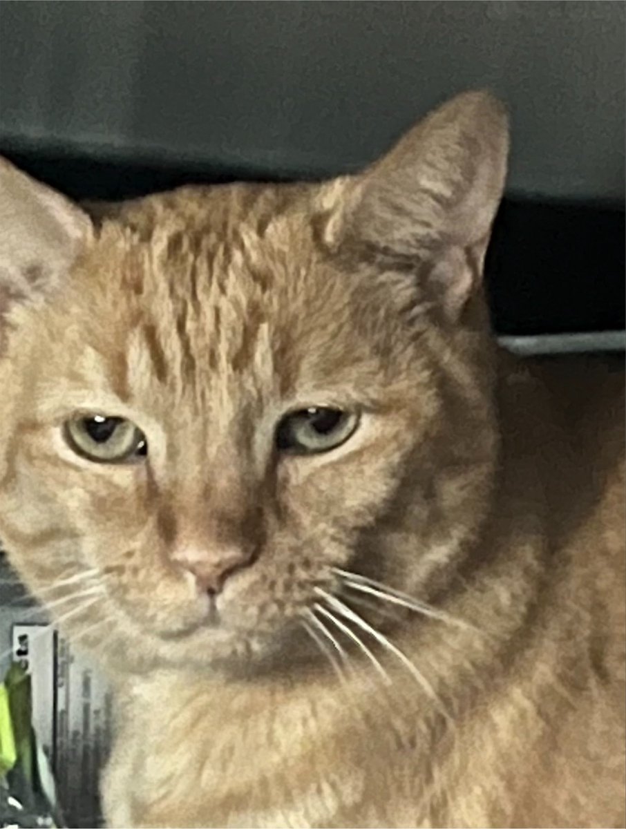 mrevanthecat's tweet photo. the lady.  is going to canofduh for an short trip.  finaly  ,  some peace and quiet for a mr evan https://t.co/cHewIM5IhQ
