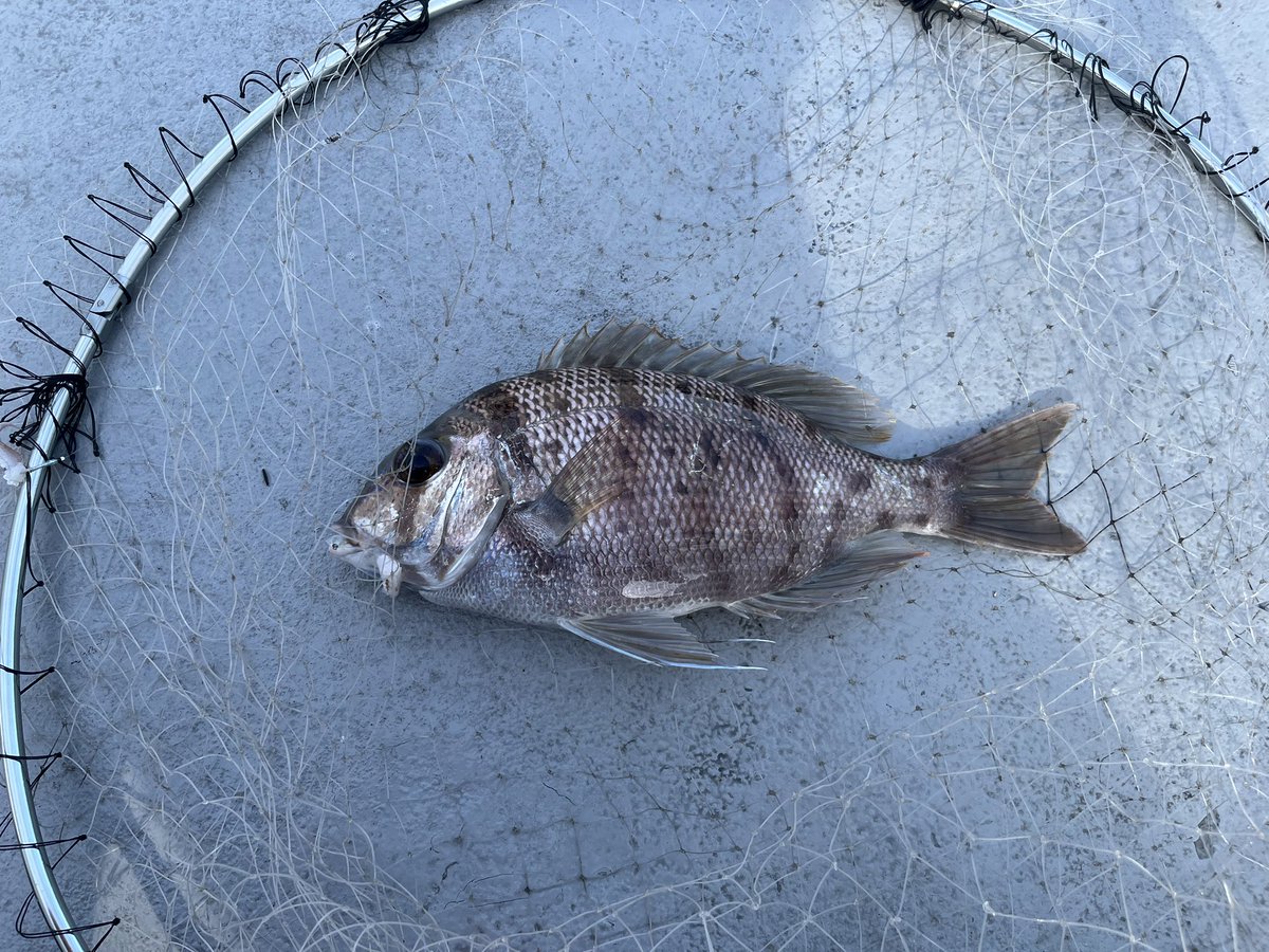 uokitta's tweet photo. メ���チダイ！
個人的にいつか釣って食べてみたいと思ってた魚なんで嬉しい https://t.co/YgRh1QwSrQ