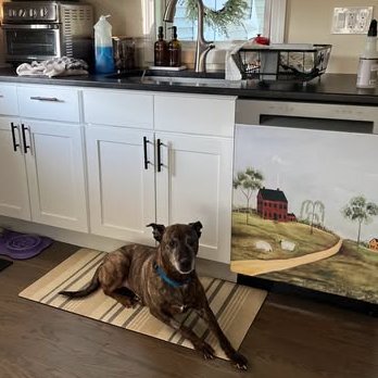 notthesameone2's tweet photo. Bonnie is out of the shelter ❤️ https://t.co/yVwHbAbiWP