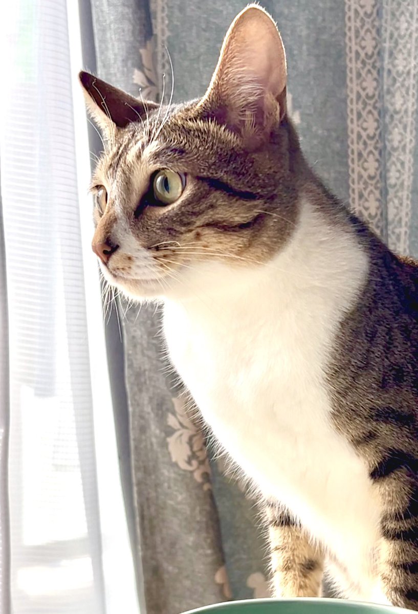 nekouti's tweet photo. 美猫 https://t.co/Ee6GxXVNyd