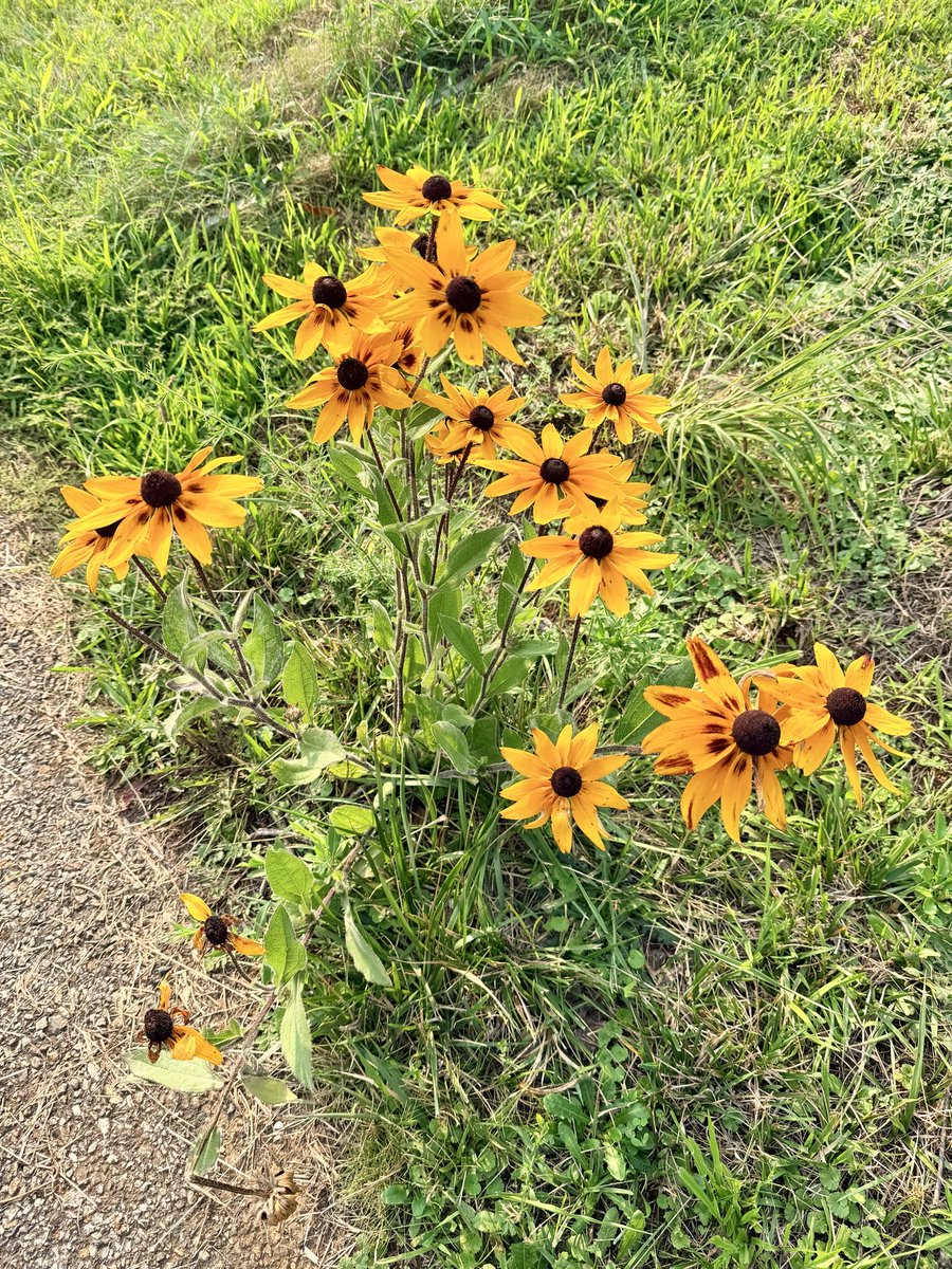 herbivore76's tweet photo. @JustAMomNamedMM Interesting. I photographed  Black Eyed Susans today as well. https://t.co/zQs9hQo8z3