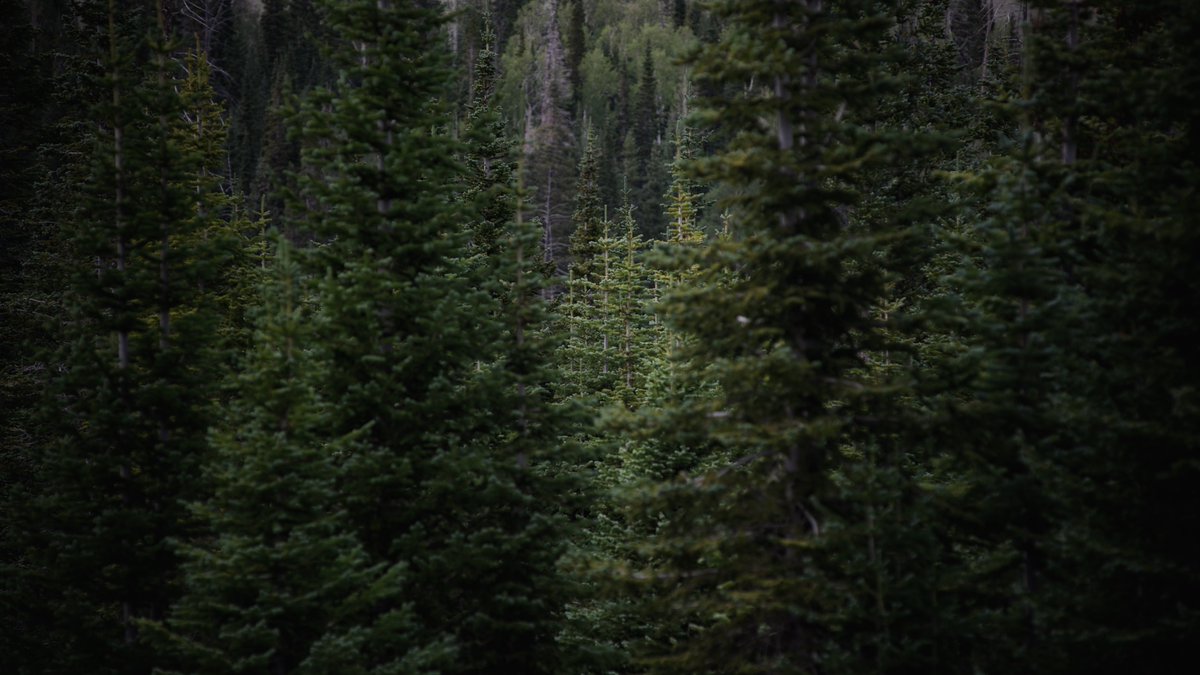 KaguraKald's tweet photo. The pine stand their ground . . . 

#Utah #mountains #nature #trees #dark #cold #forest #pines https://t.co/fd3z0FYxrx