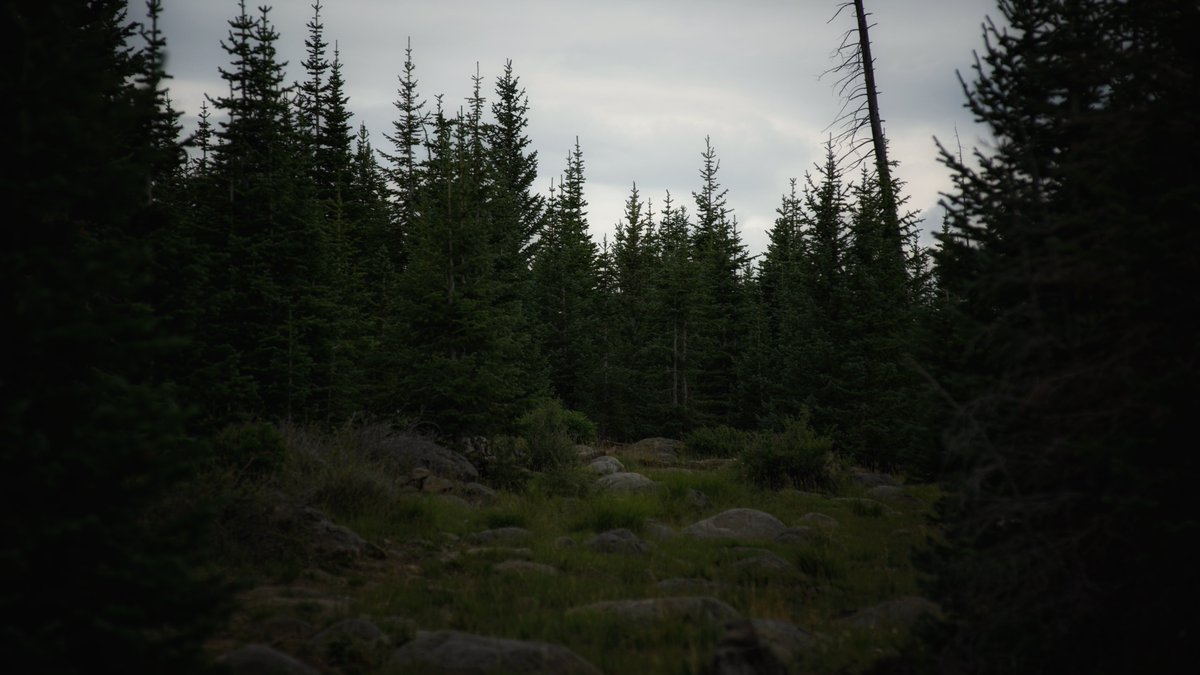 KaguraKald's tweet photo. The pine stand their ground . . . 

#Utah #mountains #nature #trees #dark #cold #forest #pines https://t.co/fd3z0FYxrx