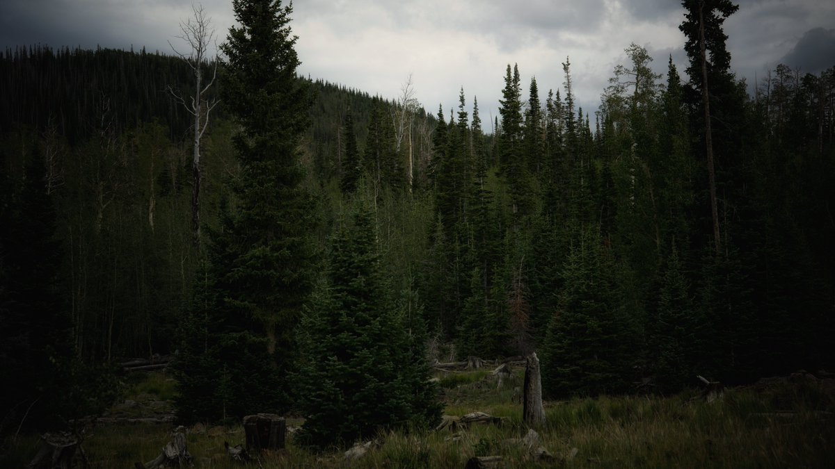 KaguraKald's tweet photo. The pine stand their ground . . . 

#Utah #mountains #nature #trees #dark #cold #forest #pines https://t.co/fd3z0FYxrx