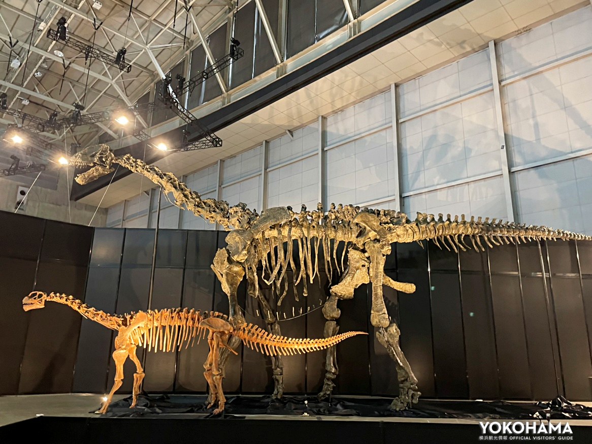 hamako_yokohama's tweet photo. 🦖ヨコハマ恐竜展2026～恐竜の食卓大図鑑 🦕

パシフィコ横浜で9年ぶりの #恐竜 展が開催中！
今回のテーマはずばり「恐竜の食卓」
本物の化石や全身骨格、復元模型を通して“恐竜は何をどう食べていたのか”を楽しく学べます

恐竜ロボットと撮影できるフォトスポットも多数でSNS映えもバッチリ📷
#横浜 で恐竜のいる1億年前をのぞいてみてはいかがでしょうか

📅 〜9/6(日)
📍 パシフィコ横浜 展示ホールA
詳しくご紹介👉 https://t.co/WSy6UzwIHm