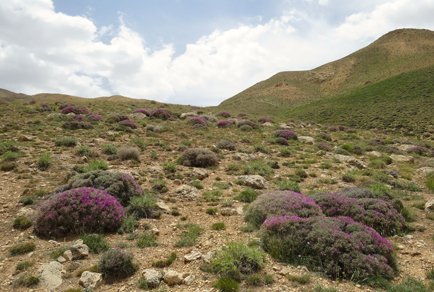 Phytotaxa's tweet photo. Floristic diversity and new records of #Fabaceae in Semnan Province, #Iran: From the Eastern Alborz Mountains to the Central Plateau
https://t.co/omOKx0LQ3l https://t.co/h3TSZQyAOF
