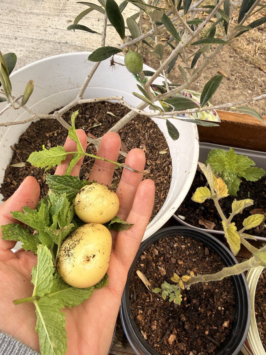 dilektunc's tweet photo. Bahçe 🪴🫒 🥔 🍅 🌿 https://t.co/0wEuEuHmsC
