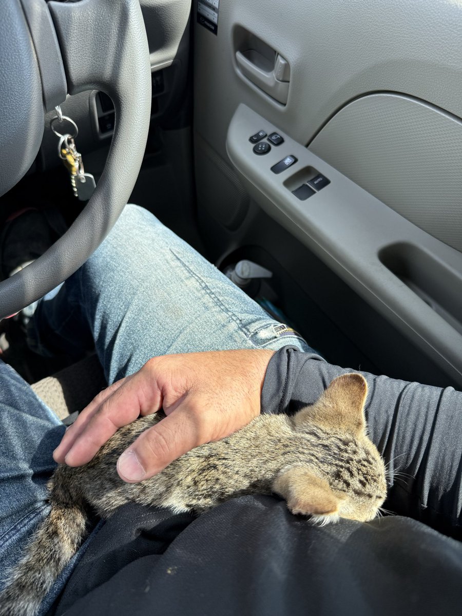synkronized_'s tweet photo. 仕事していたら目の前で猫捨ててった
マジで最低
とりあえずうちでは飼えないけど
病院でみてもらってそれから考えよう https://t.co/Wx1jjuNf4r