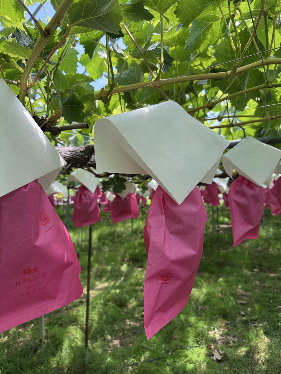 budouyan's tweet photo. 今年はピンクの袋を
結構使っています😊🍇✨✨ https://t.co/uz4wDvdjy7