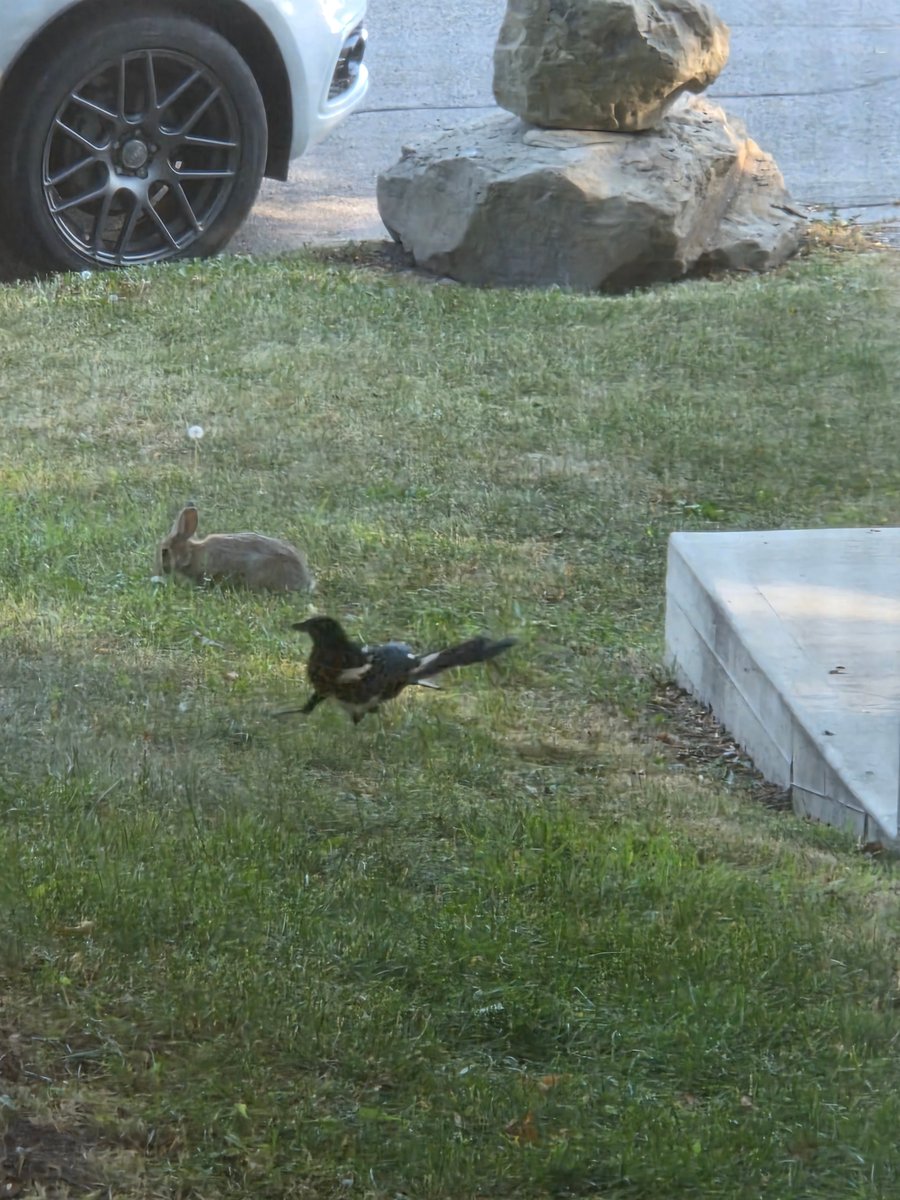 kalyarelli's tweet photo. magpies are so cute!! theres a nest in the trees by my house so you just see the younger ones standing on the ground or walking quite often https://t.co/Zo1qToiy3J