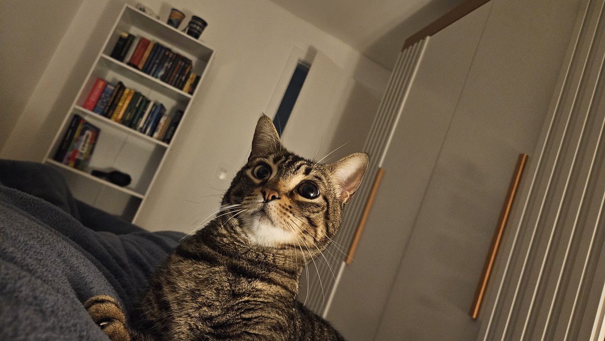 _rischter's tweet photo. Gato https://t.co/p4llRdIXMp