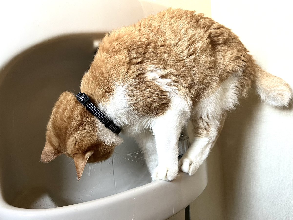 tkido4's tweet photo. トイレのドアを開けるや否や素早く体を滑らせて水を飲ませろと要求します
飲むのは構わないのですが飲んだ後水を止めてくれないので困ります😁

#猫のいる暮らし
#猫好きさんと繋がりたい https://t.co/Ilr8Le1Y65