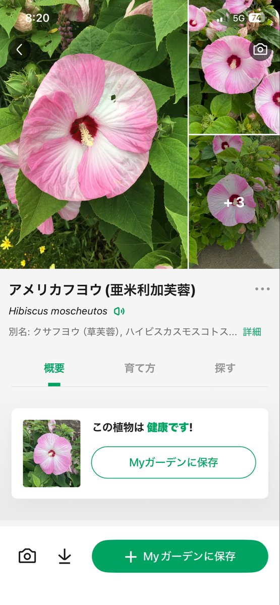 daisuke_side's tweet photo. おはDEATHっ🖤💀🖤
我が森🌳の散歩コースに咲いた
アサガオみたいな花🌸
俺の頭より大きいよ‼️
調べてみたらアメリカフヨウだって
鳥とかがどっかから運んできたんかな
種とか食べて

🐧=͟͟͞͞   シュッ💨💩

大きいね🌸 https://t.co/glekct0y7v
