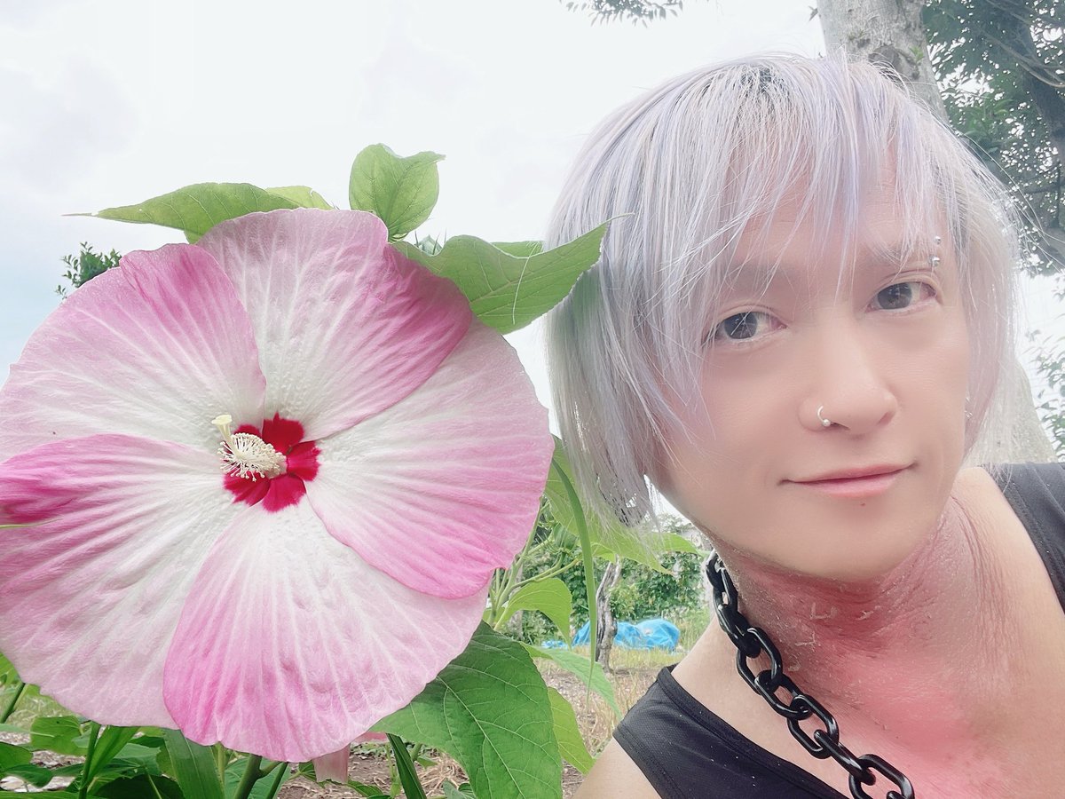daisuke_side's tweet photo. おはDEATHっ🖤💀🖤
我が森🌳の散歩コースに咲いた
アサガオみたいな花🌸
俺の頭より大きいよ‼️
調べてみたらアメリカフヨウだって
鳥とかがどっかから運んできたんかな
種とか食べて

🐧=͟͟͞͞   シュッ💨💩

大きいね🌸 https://t.co/glekct0y7v