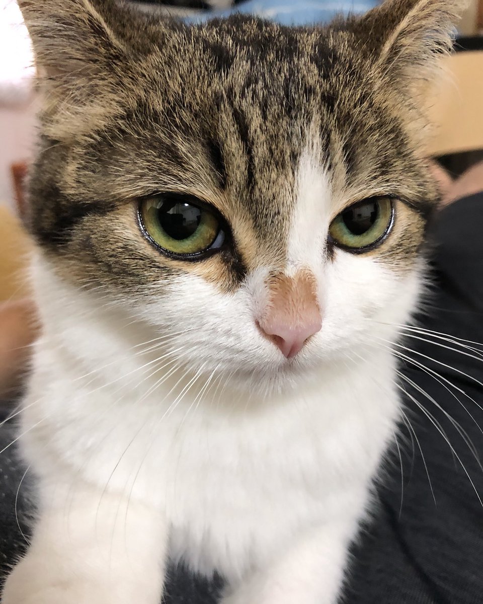 nikoandkotatoro's tweet photo. ←バブ期（0歳）             イカ耳猫期（7歳）→ https://t.co/wbc8ypfscM