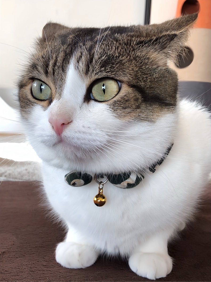 nikoandkotatoro's tweet photo. ←バブ期（0歳）             イカ耳猫期（7歳）→ https://t.co/wbc8ypfscM