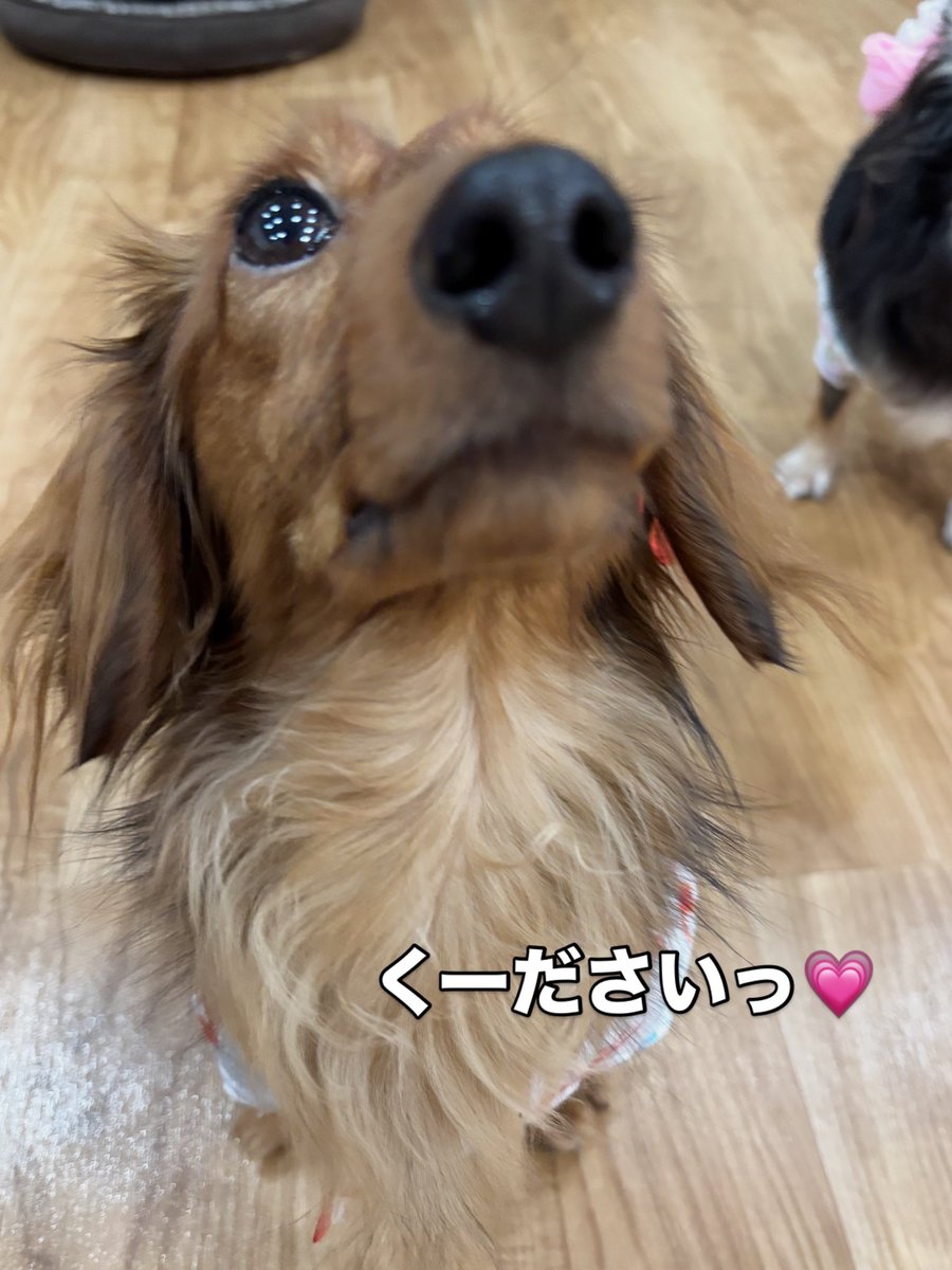 hogokensakai's tweet photo. 食いしん坊のメイライちゃん😋

夕方になると小腹が空いて
おやつが食べたくなりソワソワ落ち着かない様子🤭

おやちゅくれるとうれちいな💓
今日もお待ちしてましゅ✨️

🏠里親さま募集中🐶
📛メイライ
５歳/女の子
#カニヘンダックスフンド https://t.co/dUgM9ieqUR