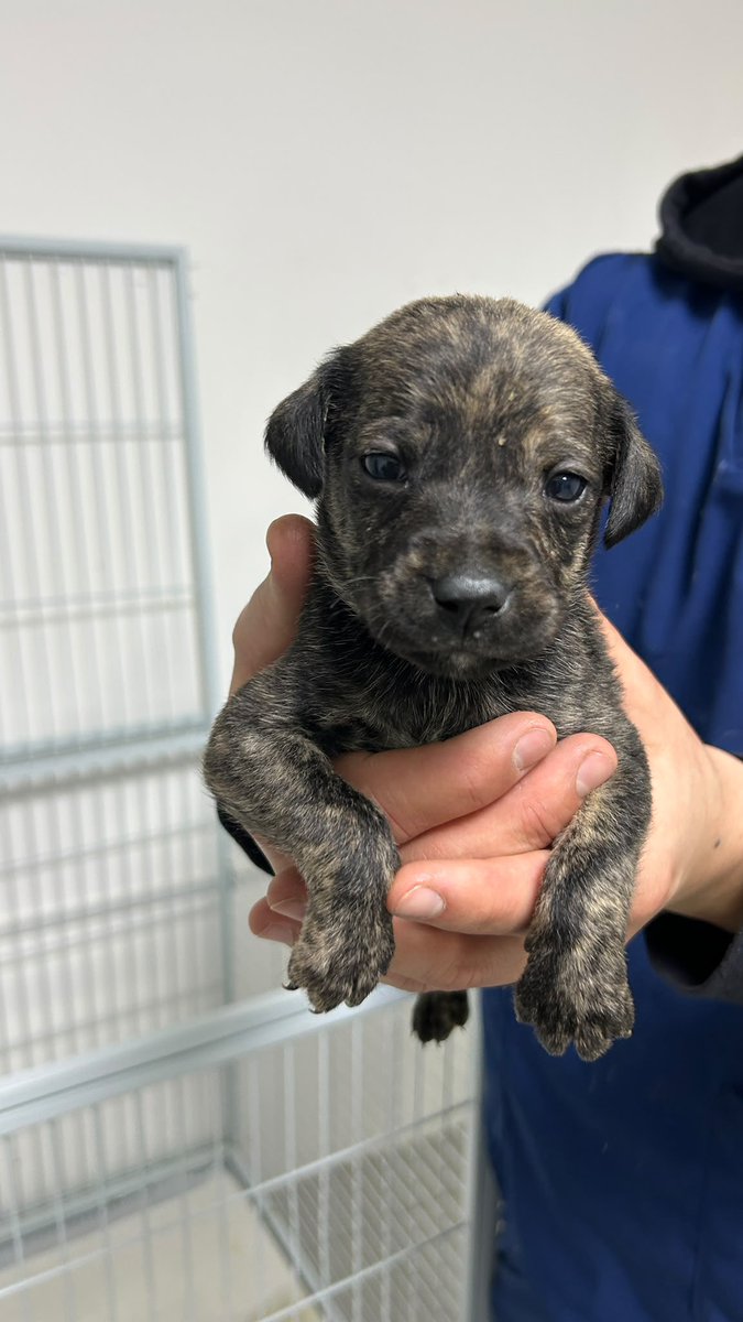 agusbl3ngio's tweet photo. Se busca hogar para estos bbs son 5 hembras y 2 machos. Montevideo! 
Compartir por favor!

097 447 431 https://t.co/gDiJe7Va0U