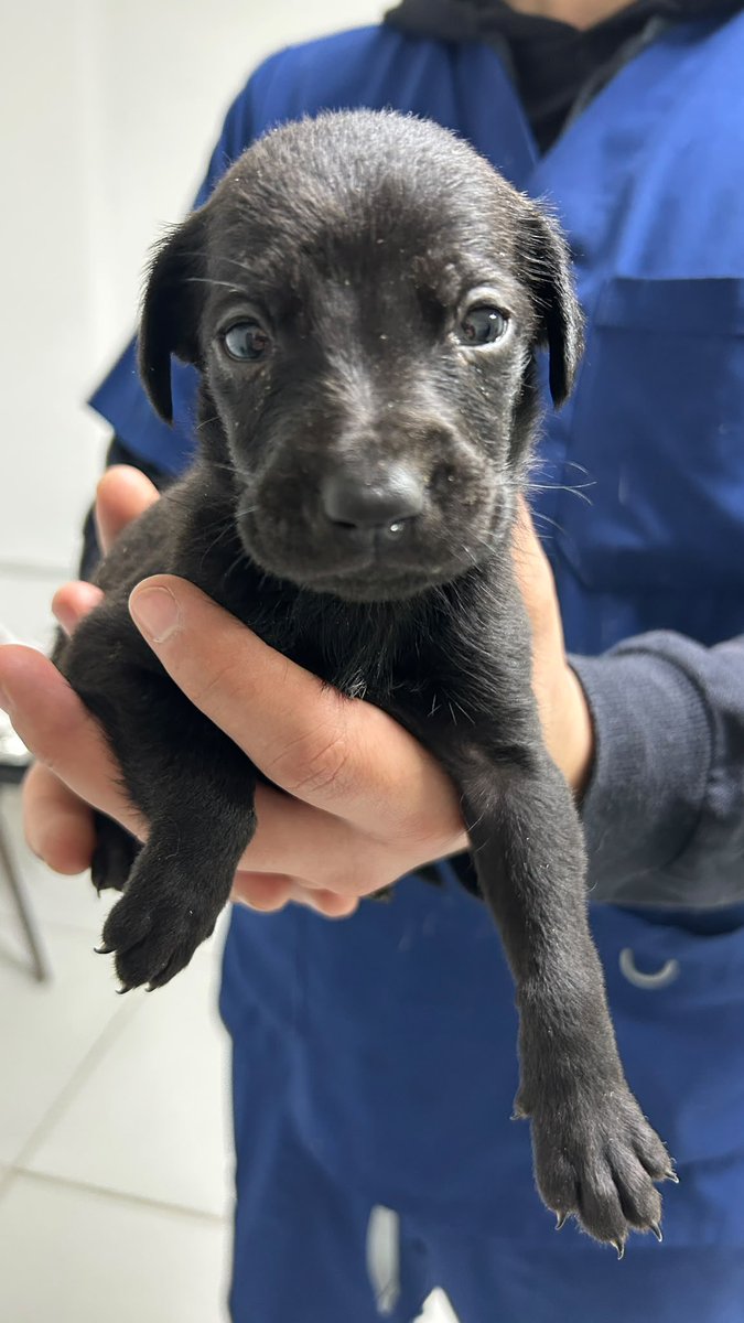 agusbl3ngio's tweet photo. Se busca hogar para estos bbs son 5 hembras y 2 machos. Montevideo! 
Compartir por favor!

097 447 431 https://t.co/gDiJe7Va0U