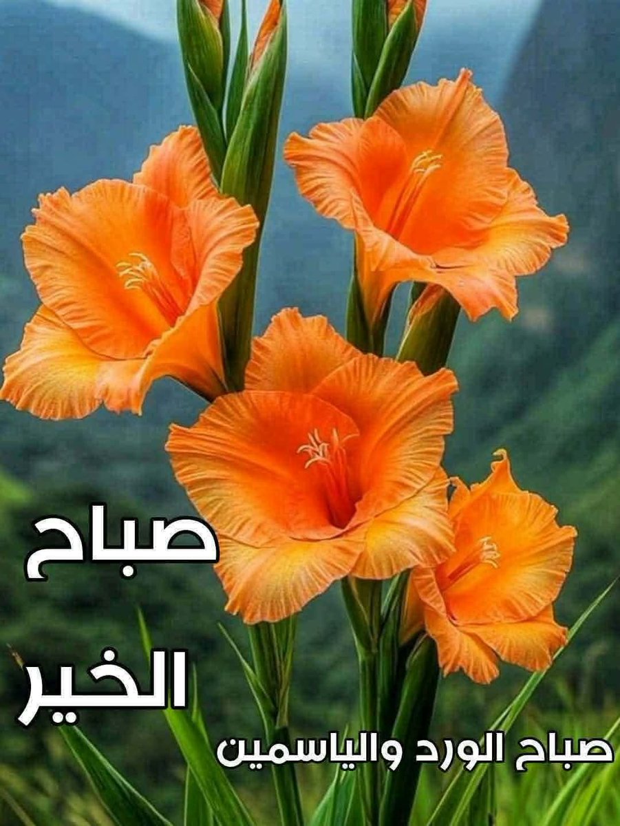 91919sayedawad's tweet photo. @omkhaled11221 https://t.co/JXx5we1twS