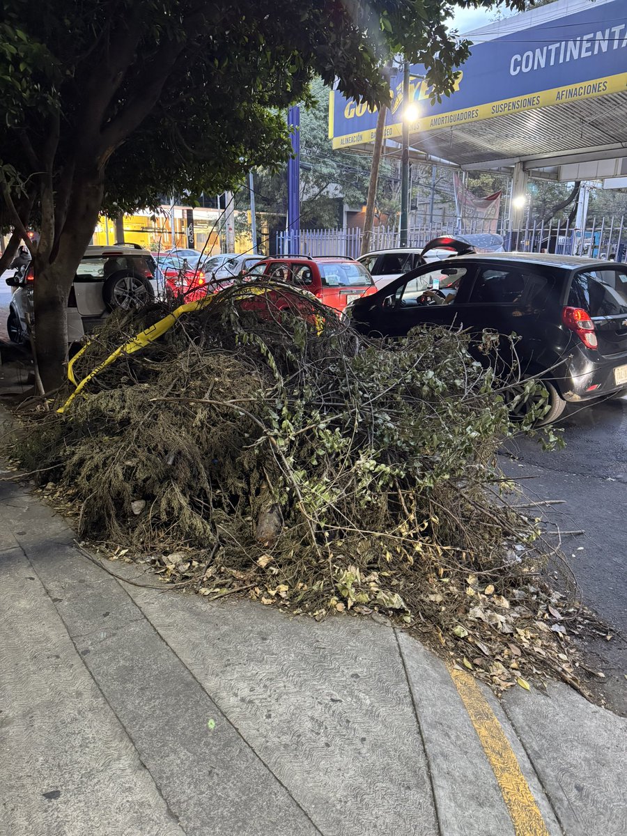 DanielaLandero_'s tweet photo. Llevamos casi dos meses esperando que @AlcaldiaBJ_CDMX se digne a hacernos caso y venga a recoger estas ramas que se cayeron con una fuerte lluvia, cuántas veces hay que ir a la alcaldía o cuantos folios hay que levantar para que nos hagan caso ? @LuisMendozaBJ https://t.co/dOueIbldLk