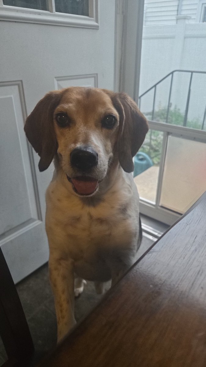 made8cents's tweet photo. Look at my dog https://t.co/JT1Rzw6FIG