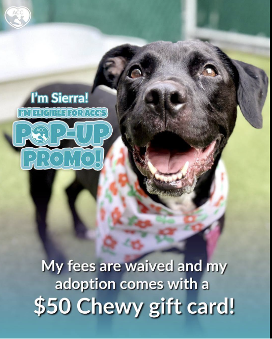 BeeDoDoobieDo's tweet photo. 🌹This beauty is still waiting for a home
Let her eyes sparkle like that everytime she looks
at you.😍Bring a shelter dog out of danger!

Sierra https://t.co/cGDedwth2G 
#20DaysinShelter  #AdoptNYCDogsinNeed https://t.co/i0IeYl1FEv
