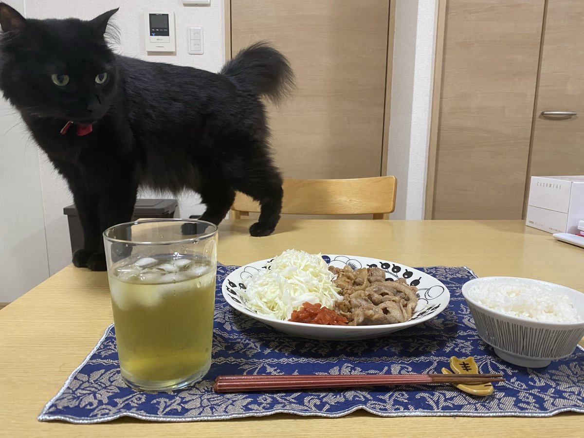 _accomplice_'s tweet photo. 机の上OKキャットです https://t.co/7xluFyYAMs