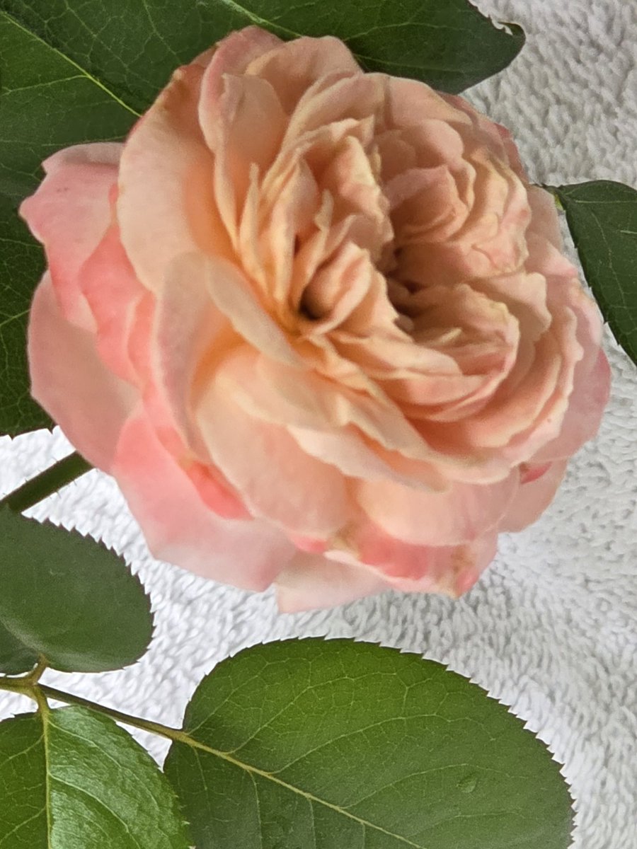 giudygI7VRfJBeT's tweet photo. タルトアプリコでーす。夏でもよく咲きまーす。 https://t.co/RzRGsNLwVu