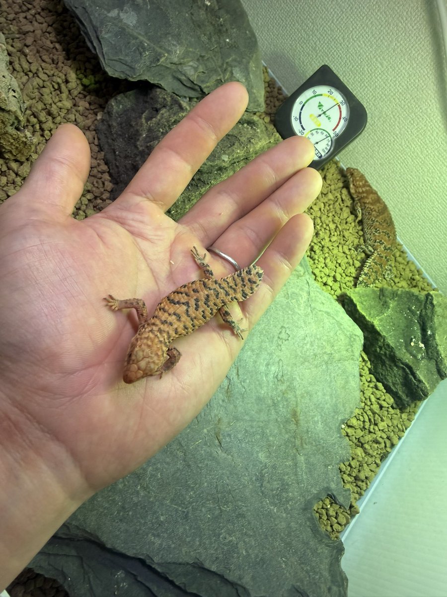 perc_climbing's tweet photo. 2年目にして爆誕してくれました♪
ちっこくえかわいい😍
#ヒガシピルバラヒメイワトカゲ https://t.co/1wxwIc2kVd