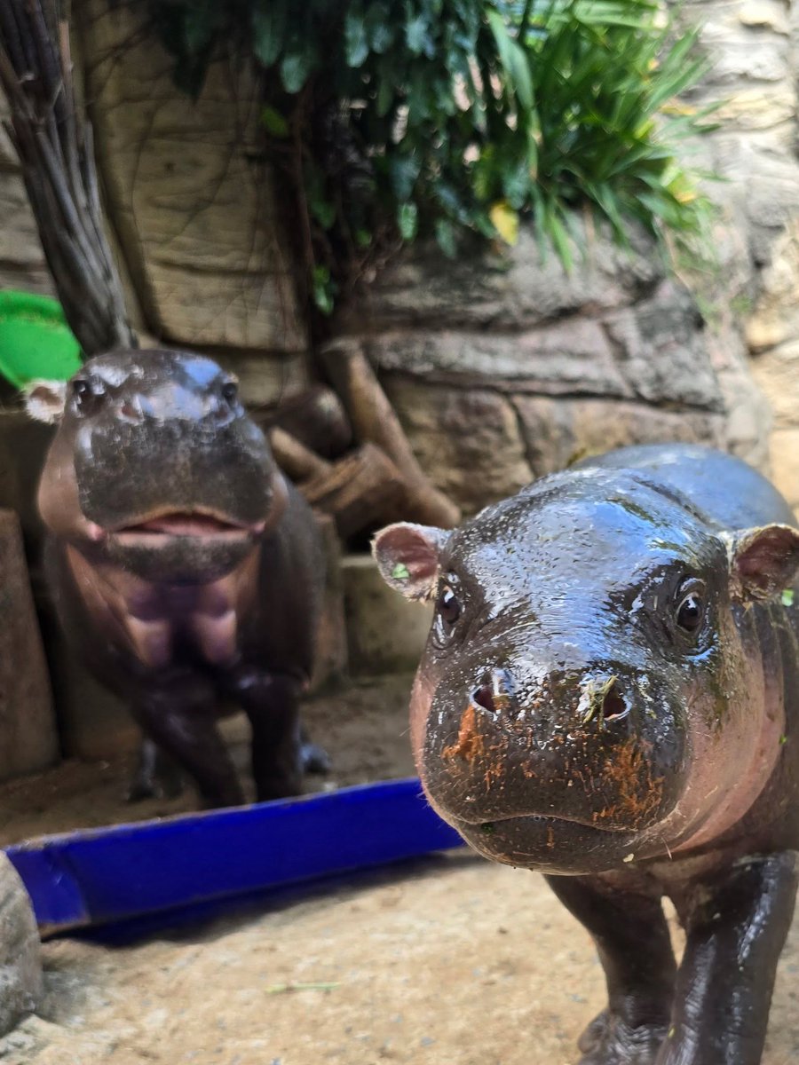 korat_zoo_th's tweet photo. เอ็นดูหมูกรอบมองลูกสาวถ่ายแบบห่วงๆ ☺️
#หมูแดงหมูกรอบ #หมูแดง #Moodang #Koratzoo #PygmyHippo #Moogrob https://t.co/fRUAzSbcwl