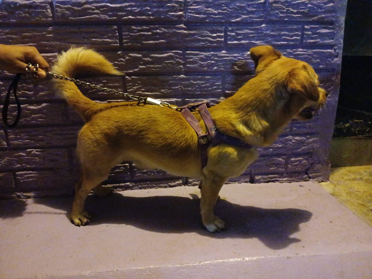 lyssitta's tweet photo. SERVICIO SOCIAL✅️
NO ES ADOPCIÓN 🚫
SE BUSCA A SU FAMILIA 📣 ‼️

Hola me ayudan publicando perrito encontrado en alta vista 7852 1429 anda asustado es bien mansito https://t.co/I5LgIr3tMT