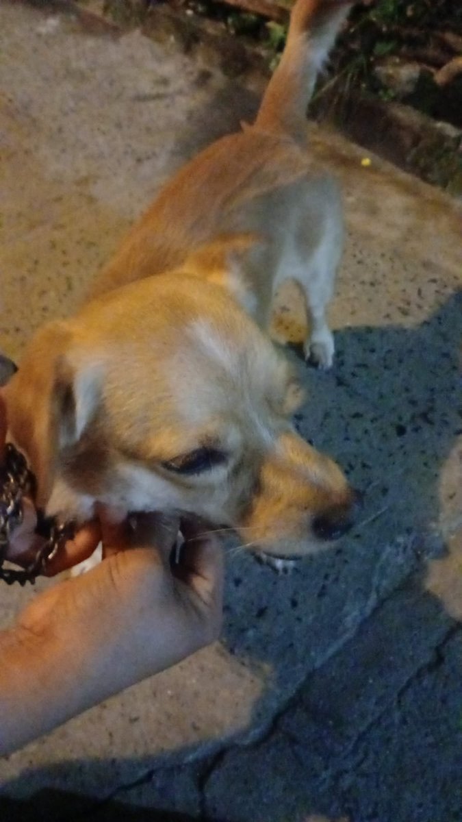 lyssitta's tweet photo. SERVICIO SOCIAL✅️
NO ES ADOPCIÓN 🚫
SE BUSCA A SU FAMILIA 📣 ‼️

Hola me ayudan publicando perrito encontrado en alta vista 7852 1429 anda asustado es bien mansito https://t.co/I5LgIr3tMT