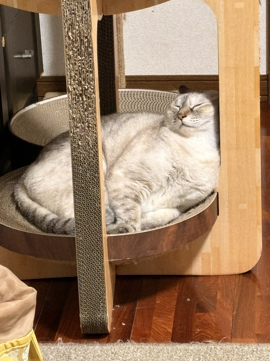 take736's tweet photo. 顔をここにこうすると？…寝ちゃった https://t.co/9grTDRizr3