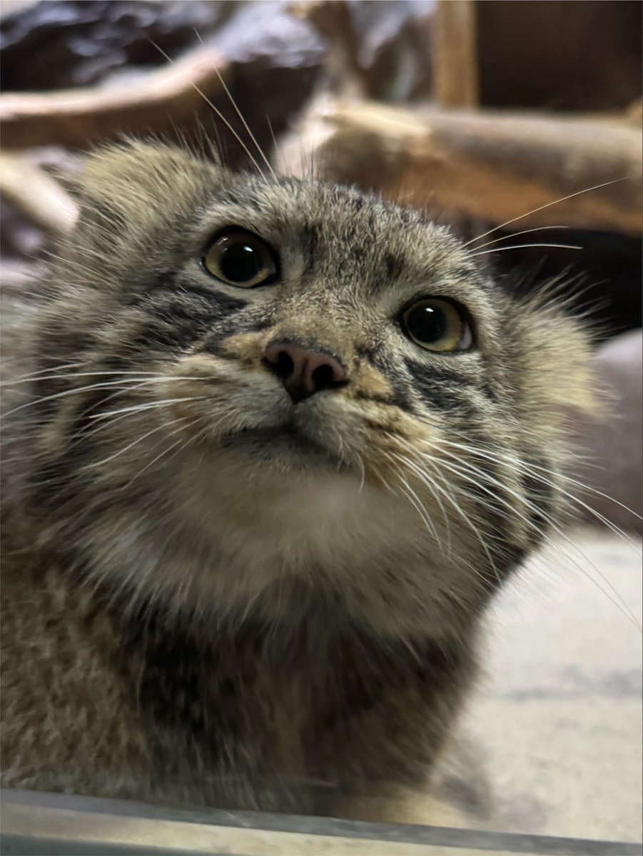 蒼猫 (@bluecat33) / Posts / X