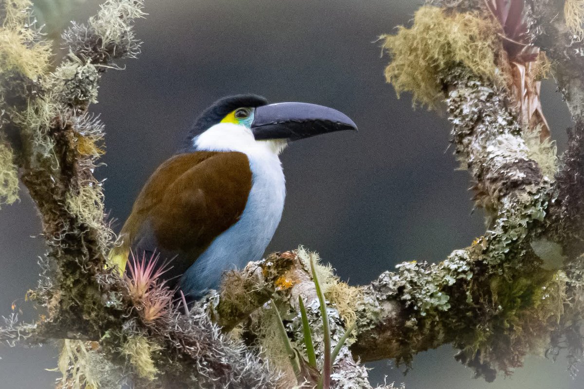 oswaldoaves's tweet photo. ¿Tucanes en Bogotá? ¡Sí! En la localidad de Sumapaz es posible verlos. 😍… y ni te  imaginas, toda esa biodiversidad presente en la capital y que todos los bogotanos desconocemos

Miren esta linda foto que le logre al terlaque andino en su hábitat natural. 

y pa los técnicos (Andigena nigrirostris)

#BiodiversidadBogotana