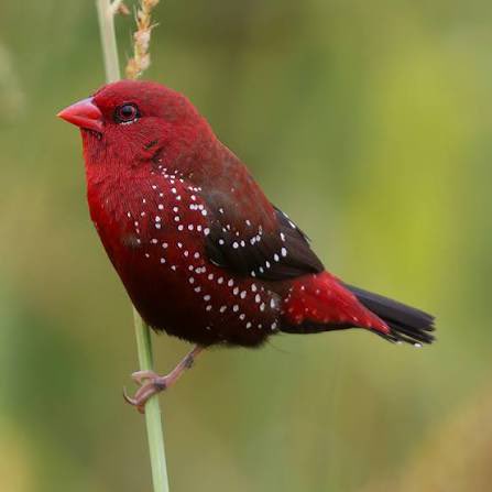 TemmieMew's tweet photo. my father has recently become obsessed with this bird: the red avadavat aka strawberry finch. he wants us to get one as a pet. every time we see something red he’s like “this is just like that indian bird i like” https://t.co/S8N5KwgWRE