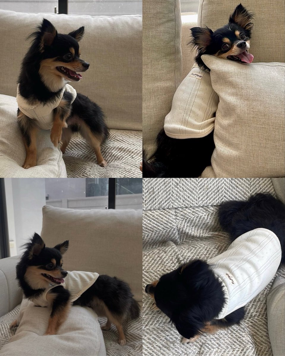 sapphiclover122's tweet photo. So cute to see LM’s dog Nom getting his first modeling job and Lookmhee and Sonya supporting his slay 📸✨

#lmlookmhee #lmsy #ลูกหมีซอนญ่า https://t.co/laeMurs4IX