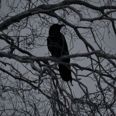 travshaunacel's tweet photo. WHAT ABOUT CROW LOTTIE https://t.co/h975k5KZqT