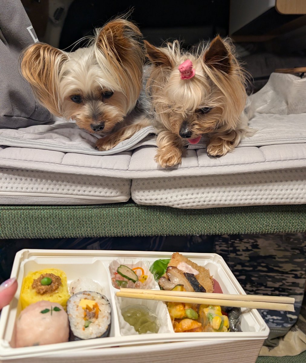 coco_joie's tweet photo. 先日、涼しい場所に行ってきたよ！
毎日暑くて大変です💦

ママノゴハン、ネラッテマシュ🐶🐶

#ヨークシャテリア
#ヨーキー
#犬好きな人と繋がりたい https://t.co/hDzKQLfamt