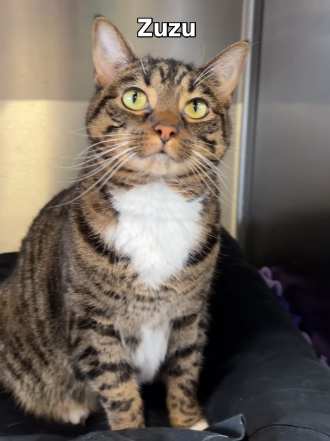 mintmaxxerfreak's tweet photo. I Found the new Zazu lol

This vid is going viral on IG, of a stray cat in an adoption center, literally called Zuzu?

https://t.co/FXGHSCKM9G https://t.co/VTMf3Raf4z
