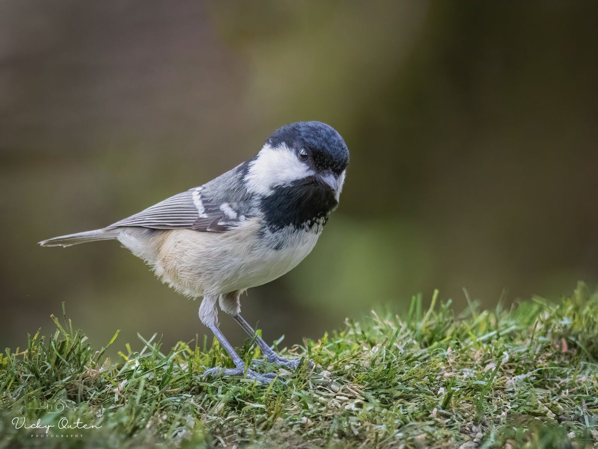 vickyoutenphoto's tweet photo. Coal tit
https://t.co/E6uD5xMUx0
#wildlife #bbccountryfilemagpotd #photooftheday #BBCWildlifePOTD #BBCSpringwatch #wildlifeuk @ThePhotoHour @Team4Nature @Britnatureguide @NatureUK @wildlifemag #coaltit https://t.co/cSBinT0Pb7