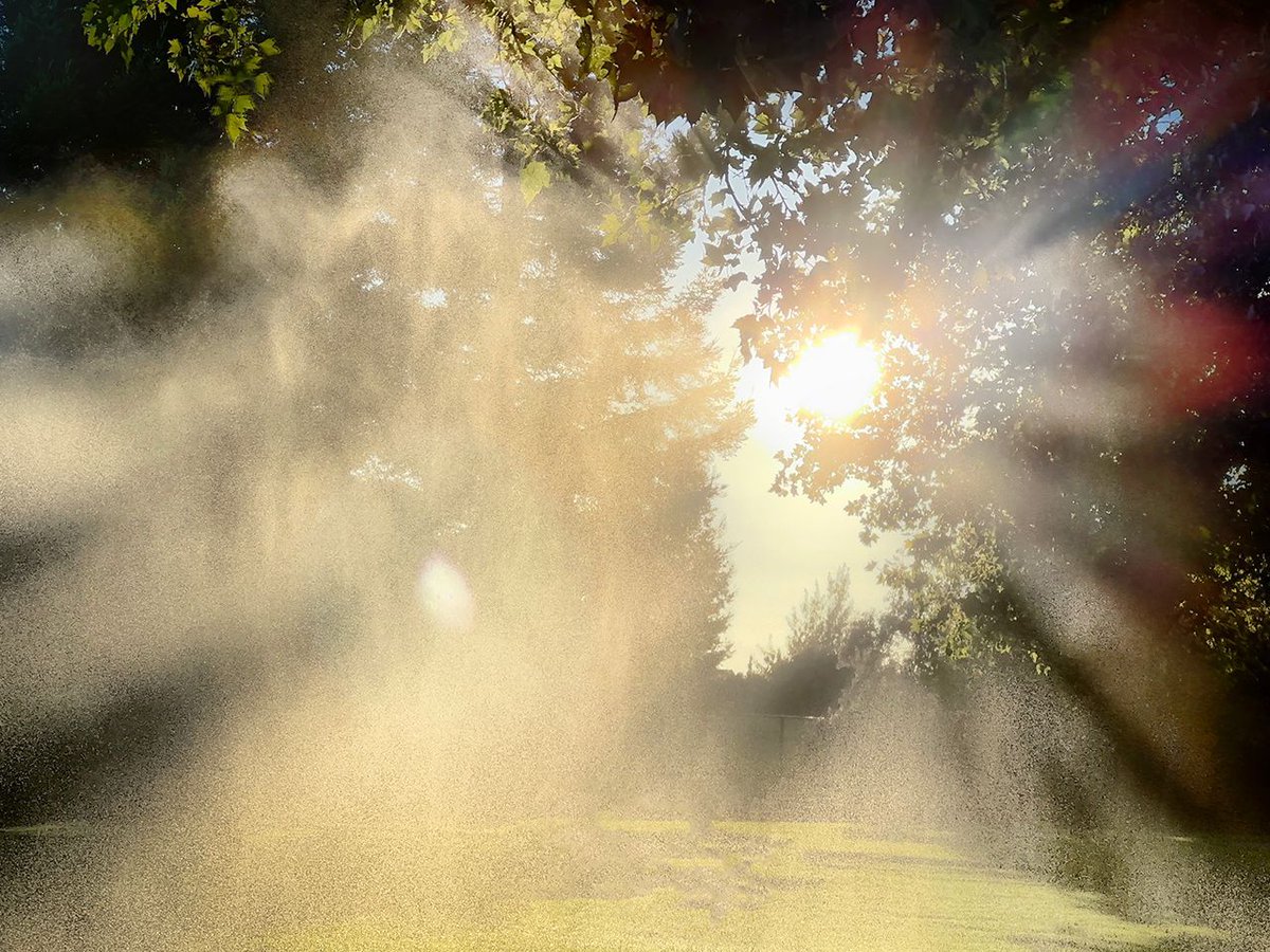 KJ6MC's tweet photo. Liquid sunshine, as seen at dusk. https://t.co/pPlvVnRVbo | https://t.co/Pe7QqZvAdZ https://t.co/xbkwKtvpws